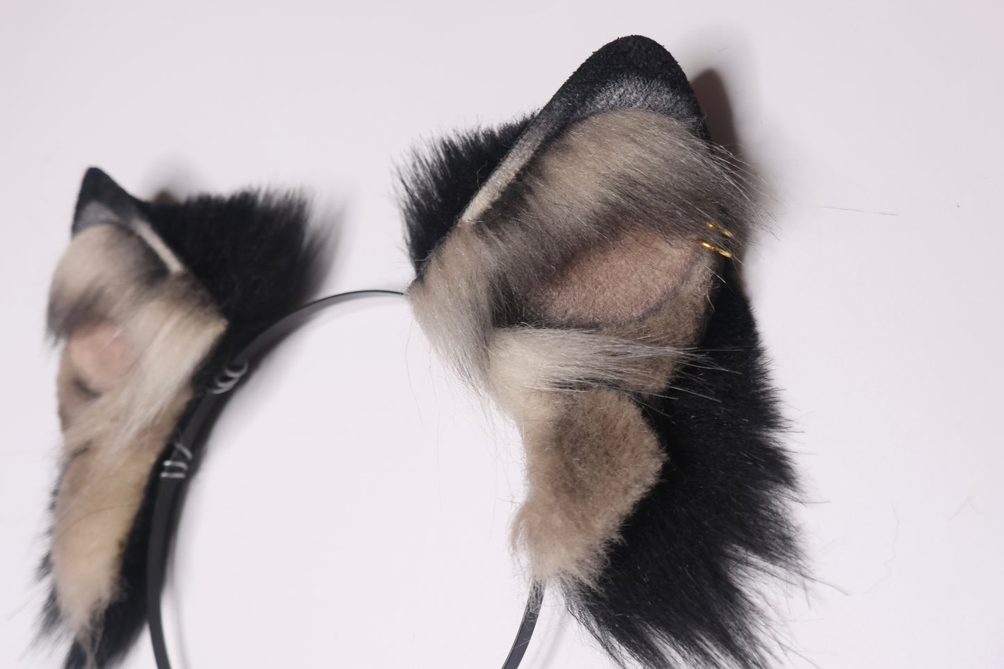 Canine 3