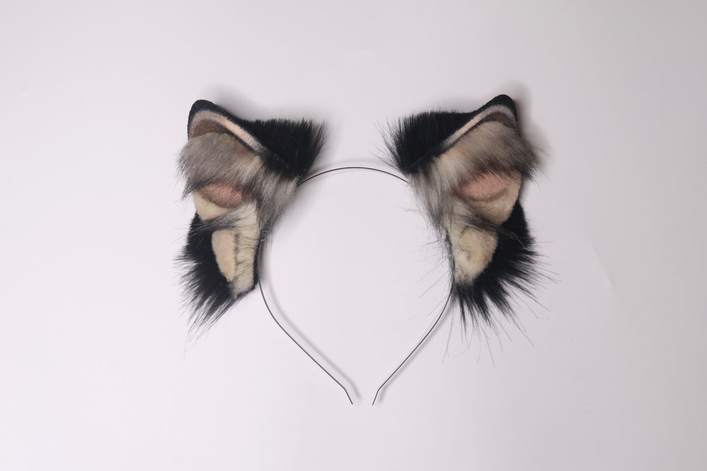 Canine 4